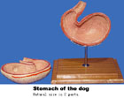 Mô hình dạ dày chó